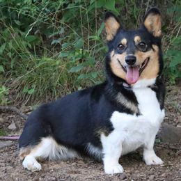Victoria - Pembroke Welsh Corgi