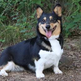 Victoria - Pembroke Welsh Corgi