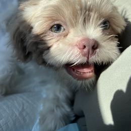 Shih Tzu Puppies from P&B Tzu Tribe