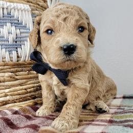Poe - Apricot male Goldendoodle puppy in Temecula, California from Oodles O'Doodles
