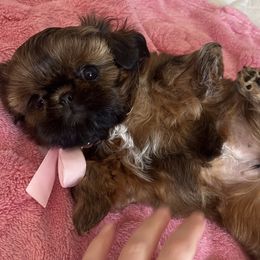 Shih Tzu Puppies from Glorious Shih Tzu