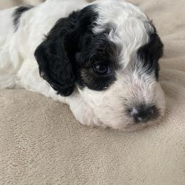 Vienna - Black and white female Cavapoo puppy in Gap, Pennsylvania from Luxe Cavapoo LLC