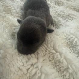 Jax - Silver and white male Chihuahua puppy in Charlotte, North Carolina from Lawinski’s Chihuahua World
