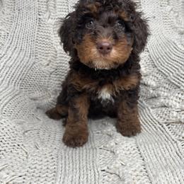 Bernedoodle and Bernese Mountain Dog Puppies from Sage Hills Bernedoodles