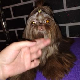 Pixie - Shih Tzu