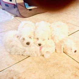 Maltipoo puppies from Maltipoo_vegas