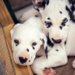 Dalmatian Puppies from Spotted Way Dalmatians