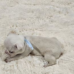 Baby Blue Collar Boy - Seal and white male Boston Terrier puppy in Long Lane, Missouri from Tellier's AKC Boston Terriers Missouri