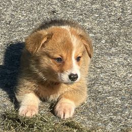 Barkley - Sable male Pembroke Welsh Corgi puppy in Apison, Tennessee from Ashmore Corgis