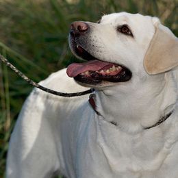 Labrador Retrievers from Peavine Labradors
