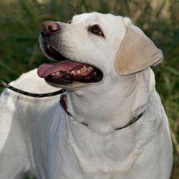 Labrador Retrievers from Peavine Labradors