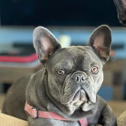 Shelby - French Bulldog