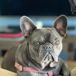 Shelby - French Bulldog