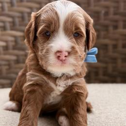 Scrappy - Red  male Goldendoodle puppy in Blanchard, Oklahoma from Dream Doodles by Dondi