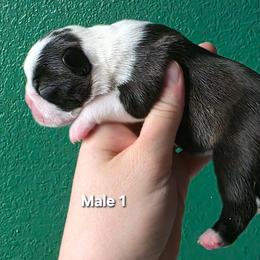 Boy1 - Black and white male Boston Terrier puppy in Denver, Colorado from Diamonds In The Ruff Boston Terriers