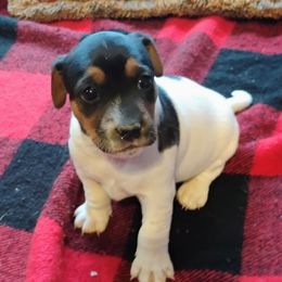 Cupcake - Tri-color female Jack Russell Terrier puppy in London, Kentucky from Whitehouse Jack Russells