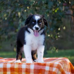 Robin - Black tri male Miniature American Shepherd puppy in Chocowinity, North Carolina from Foxtail Hollow