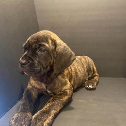 Purple collar brindle girl - Chestnut brindle female Cane Corso puppy in Atlanta, Georgia from Brandy Horne