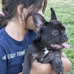 Lola 🐾 🍫🍫🍫 - French Bulldog puppy in Inglewood, California from French OG Los Ángeles