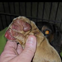 Boy 3c - Cream male Dachshund puppy in Lansing, Michigan from Black Thunder 517 Dachshunds and frenchies