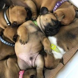 French Bulldog Puppies from Legend French Bulldogs