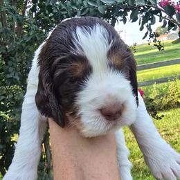 Sadie - Liver white and tan female English Springer Spaniel puppy in Hephzibah, Georgia from Sidel's Springers