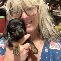 Baby girl - Black and tan female Dachshund puppy in Brooksville, Florida from Ween Acres