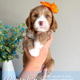 Pumpkin - Red female Bernedoodle puppy in South Jordan, Utah from Wonderful World Doodles