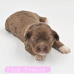 Pink Female - Brown and tan female Cockapoo puppy in Mocksville, North Carolina from Hunting Creek Farms