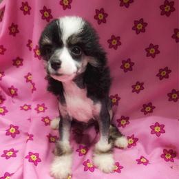 Tian - Black and white male Chinese Crested puppy in Henderson, Kentucky from Western Kentucky Chihuahua’s and Chinese Crested’s