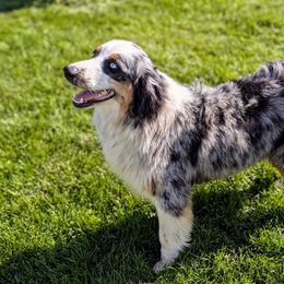 Sadie - Australian Shepherd
