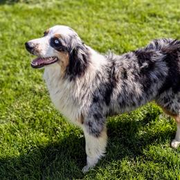 Sadie - Australian Shepherd