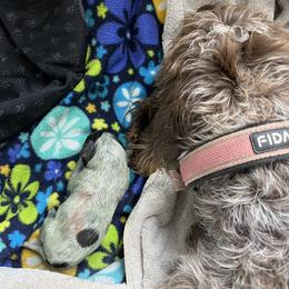 Wirehaired Pointing Griffon Puppies from Happy Hollow Griffons