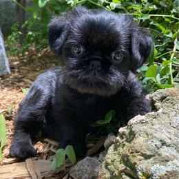 Lenny - Black male Brussels Griffon puppy in Elkland, Missouri from Hawk Pond Brussels Griffon