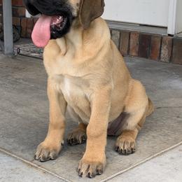 Mastiff Puppies from Mama’s Mastiffs