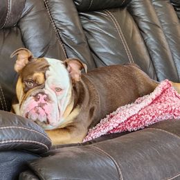 Bulldog All Grown Up from Lulu’s EB Babies