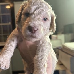 Mr Blue collar - White male Poodle puppy in Screven, Georgia from Dreamland Standard Poodles
