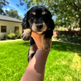 Jetta - Black and cream female Dachshund puppy in Early, Texas from Ryan House Dachshunds