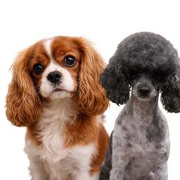 Cavapoo puppies from Hattie’s Texas Cavapoos