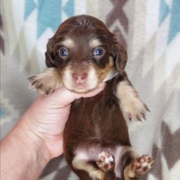 GEMMA - Choc Cream - Chocolate and cream female Dachshund puppy in Swink, Oklahoma from Palali Farm