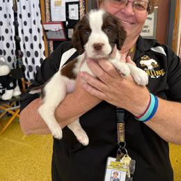 Gray collar - White and liver male English Springer Spaniel puppy in Sterling, Michigan from Springerdoodles In MI
