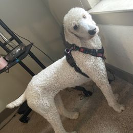 Goldendoodles and Poodles from Lyrical Doodles and Poodles
