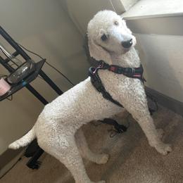 Goldendoodles and Poodles from Lyrical Doodles and Poodles