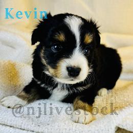 Kevin - Black tri male Toy Australian Shepherd puppy in Gillette, Wyoming from Cockburn’s Toy and Mini Australian Shepherds