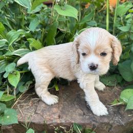 Auggie - Buff and white male Cocker Spaniel puppy in West Plains, Missouri from Ozark Haven Farm