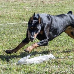 Doberman Pinschers from Pheonix Dobermans