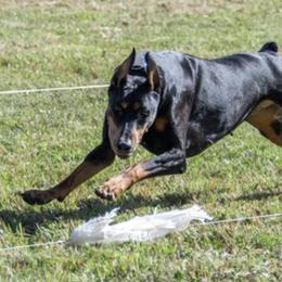 Doberman Pinschers from Pheonix Dobermans