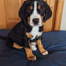 Yellow Girl (Mary) - Black, white and red female Greater Swiss Mountain Dog puppy in Edinboro, Pennsylvania from Greater Swiss of Whitetail Acres
