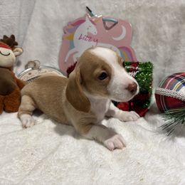 Cream piebald dapple female - Piebald female Dachshund puppy in Pleasant Plains, Arkansas from JGBs Dachshunds