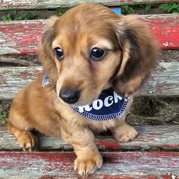 Dachshund Puppies from Watsons Dachshunds